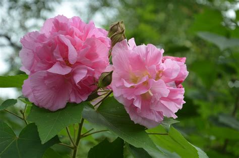 芙蓉是什麼花|芙蓉又叫什麼花